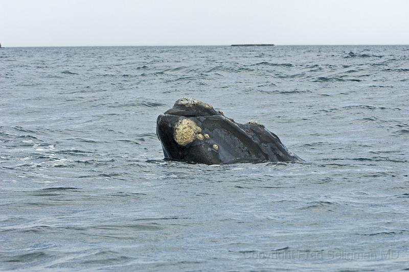 20071209 151708 D2X (1) 4200x2800.jpg - Right Whale at Puerto Piramides, Argentina